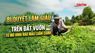 The Secret to Wealth: Success with Crop Rotation on Small Farms | CT-TDT