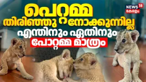 പെറ്റമ്മ തിരിഞ്ഞുനോക്കുന്നില്ല ....എന്തിനും ഏതിനും പോറ്റമ്മ മാത്രം | Thiruvananthapuram Zoo | N18V