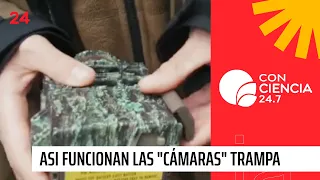 How "camera" traps work in protected areas | 24 Horas TVN Chile