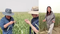 Шорлуу жерлердеги буудайлар жаңы жашоо күчүнө толду