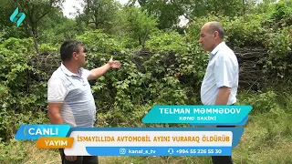 İsmayıllıda avtomobil ayını vuraraq öldürüb | Canlı Yayım