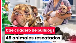 48 Dogs Rescued from Illegal Breeding Operation in San Juan de Miraflores