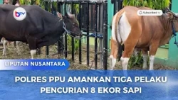 POLRES PPU AMANKAN TIGA PELAKU PENCURIAN 8 EKOR SAPI