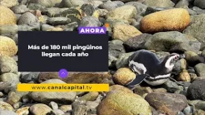 Expedición Antártica: la isla Magdalena, un punto clave para la migración de pingüinos | Actualidad