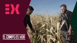 Guille's corn harvest doesn't go as planned | The countryside is life