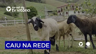 Ram chases man and video goes viral