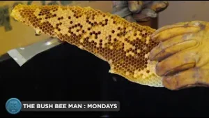 THE BUSH BEE MAN - MONDAYS ON CHANNEL 83 #channel83 #beekeeping #bees #oz