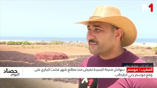 سواحل الجديدة تعيش منذ مطلع شهر غشت على وقع موسم جني الطحالب