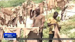 Tanning in Niger: lower production and sales due to insecurity