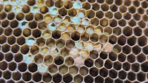 A kutatók már készülnek az újabb, inváziós méhpusztító kártevőre