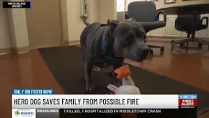 Newly adopted dog saves family from potential house fire