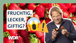 Erdbeeren im Check: So steht es um die Zukunft der roten Frucht | Der Vorkoster | WDR