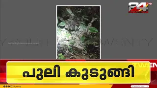 Leopard trapped in farmland in Maloor, Kannur