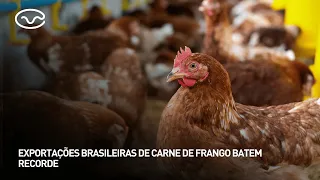 Exportações brasileiras de carne de frango batem recorde