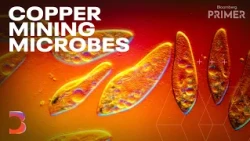 Can Microbes Solve the Copper Problem? | Bloomberg Primer