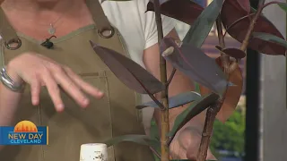 New Day Cleveland- Cleveland Plant Doctor