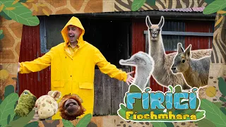 Fíricí Fíochmhara | Meiriceá Theas | Amhrán 🪿