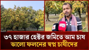 ৩৭ হাজার হেক্টর জমিতে আম চাষ, ভালো ফলনের স্বপ্ন চাষীদের | Mytv News