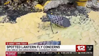 Spotted Lanternfly concerns increase in Virginia