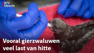 Drukte bij Utrechtse Vogelopvang: 'Het is schrikbarend' | RTV Utrecht