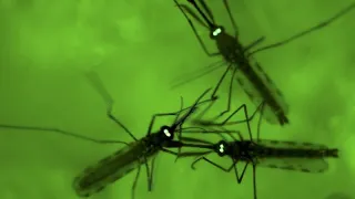Invasive mosquito sparks malaria fears across Africa