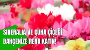 Sineralia (Cemali Güzel) & Çuha Çiçeği İçin En Etkili Yetiştirme Yöntemleri