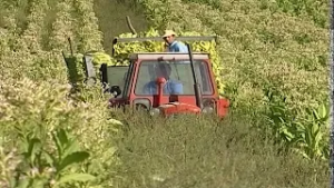 VIRDŽINIJA SA MAJEVICE: Pogledajte kako se bere i suši duvan 2001. godine || Zapisi Kamenka Katića