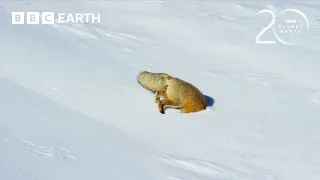 Red Fox’s Impressive Snow Dive To Hunt Prey | 20 Years of Planet Earth II | BBC Earth