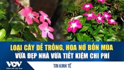 An Easy-to-Grow Plant That Blooms Year-Round to Beautify Your Home and Save Money | VOV