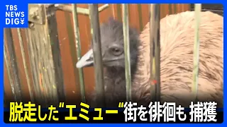 Escaped Emu Captured: Reported as a "Stray Ostrich," Animal Escapes from Traveling Zoo Worker's H...
