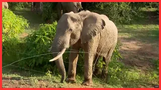Thirikari kũũria ũnyitanĩri kũgitĩra nyamũ cia gĩthaka
