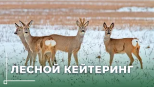 Как люди помогают диким животным пережить трудные продовольственные времена