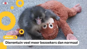 Knuffel van viral aapje bijna helemaal uitverkocht