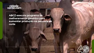 ABCZ implements a genetic improvement program to increase beef cattle productivity