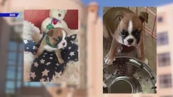 Arvada man with documented history of animal abuse sentenced to prison