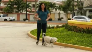 Investigan muerte de mascotas en Puerto Azul