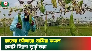 রাতের আঁধারে জমির ফসল কেটে দিলো দু'র্বৃ'ত্তরা | Panchagarh | Farmer | Boishakhi Tv News