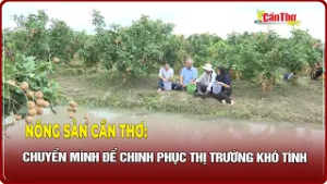 Nông sản Cần Thơ: Chuyển mình để chinh phục thị trường khó tính | CT-TDT