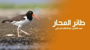 طائر المحار الامريكي سيد الشاطئ ذو المنقار المرجاني وملك الصدف البحرية | كويست عربية