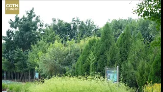 Médecins des arbres : sauver la mémoire génétique des arbres millénaires