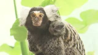 A Baby Born to Palm-Sized Common Marmosets! Don't Miss the Adorably Cunning Sight of It Climbing ...