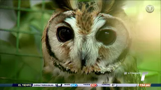 TR Green: Bird Rehabilitation