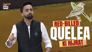 Quran Aur Science |  Red-billed Quelea ki Hijrat ? | 6 MARCH 2026 | Waseem Badami | #shaneramazan