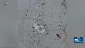 State warns about whale carcass on Kona coast