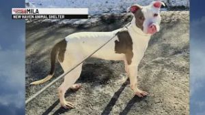 Pet of the Week: Mila