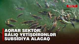 Aqrar sektor: Balıq yetişdirənlər subsidiya alacaq