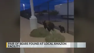 VIDEO: Pair of bears caught on camera at Albuquerque Amazon facility