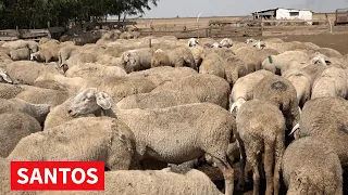 OPSTANAK PORODICE PETROVIĆ U MELENCIMA ZAHVALJUJUĆI OVČARSTVU