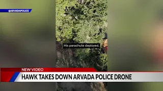 Red-tailed hawk takes out Arvada police drone