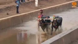 ಮೈಸೂರು ದಸರಾ